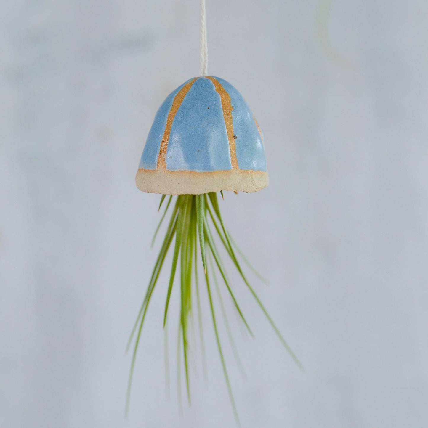 Cornflower blue shell with Juncifolia air plant