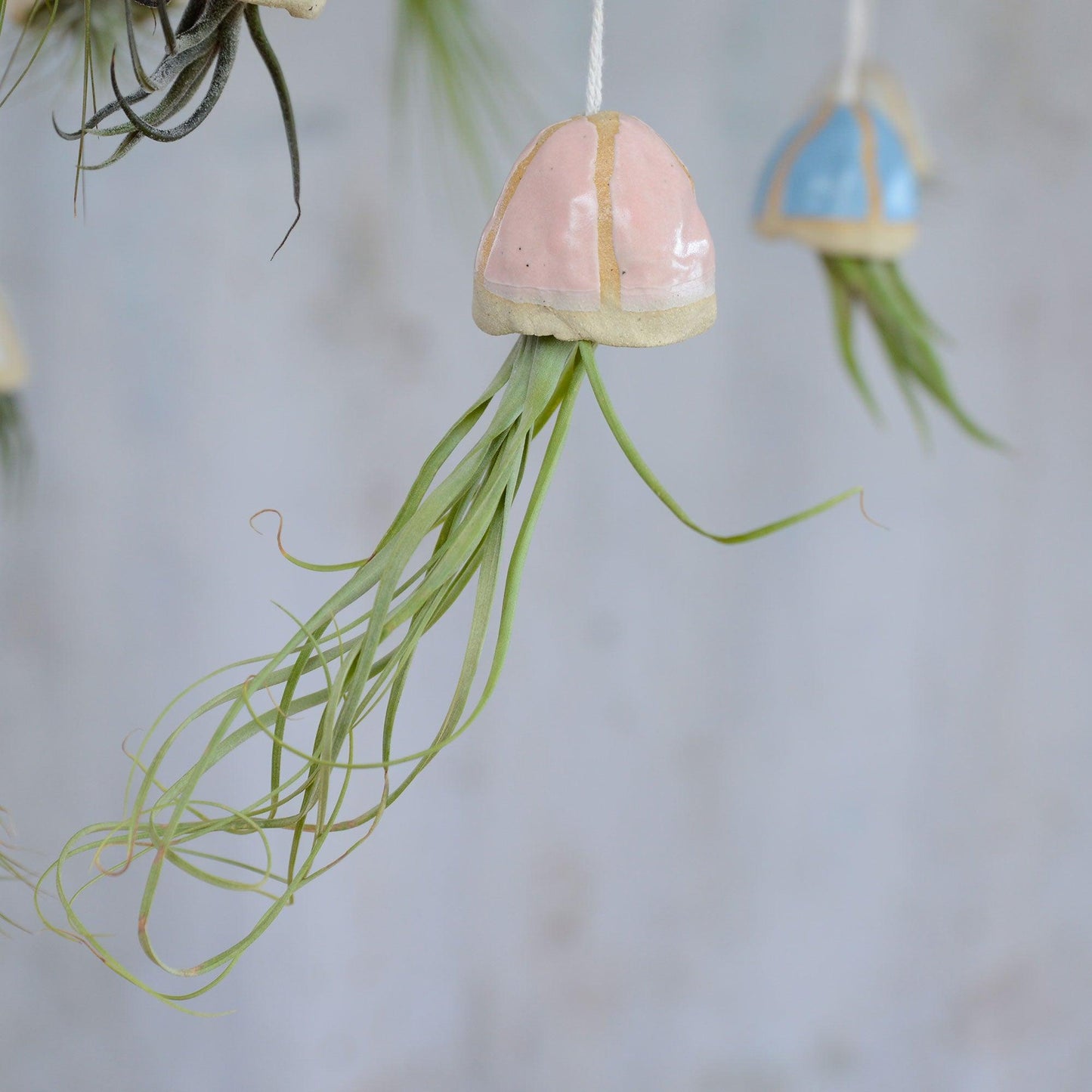 Pale pink shell with Balbisiana air plant