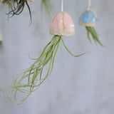 Pale pink shell with Balbisiana air plant