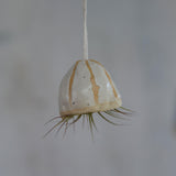 Off-White shell with Ionantha air plant