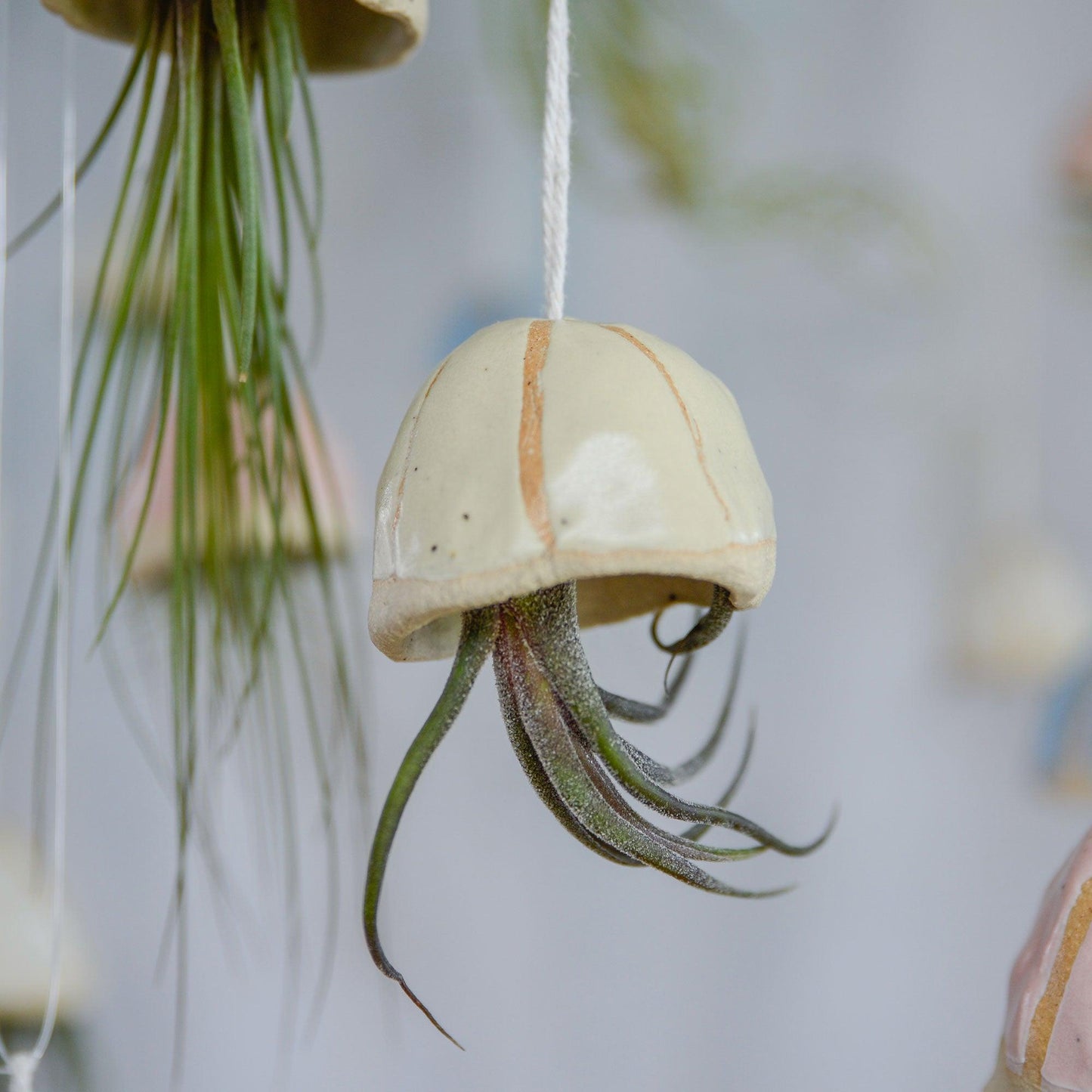 Light Yellow shell with Pruinosa air plant