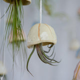 Light Yellow shell with Pruinosa air plant