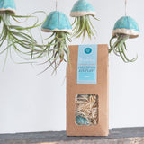 A Caput jellyfish packaged in a tall windowed carboard box sealed with a turquoise Habulous label