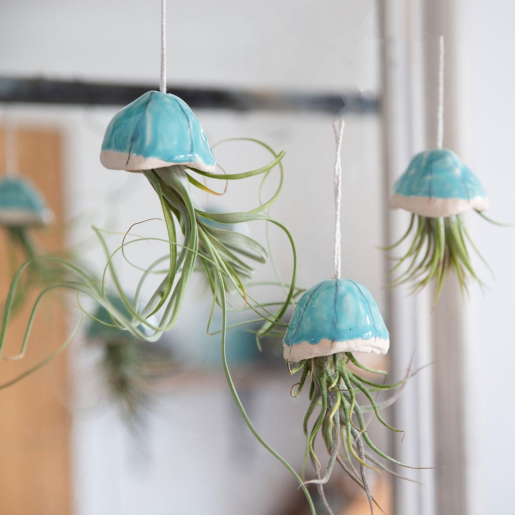 jellyfish succulent hanging planter Jellyfish Air Plants | Indoor Plant Holder
