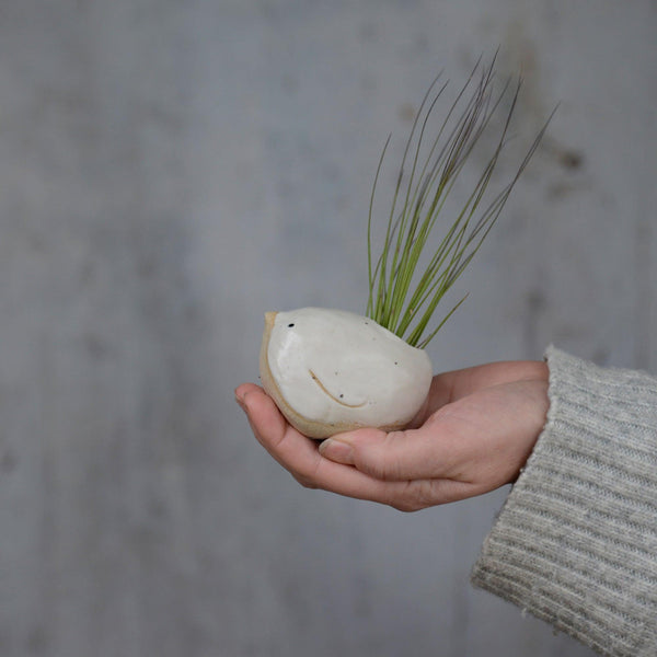 Large white bird with Juncifolia tail being held for size reference