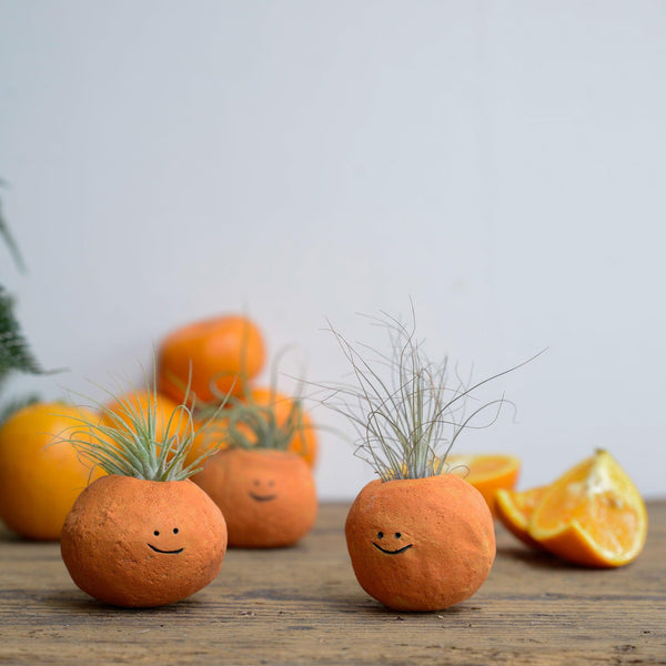 Orange Air Plant Holder Pot - Habulous