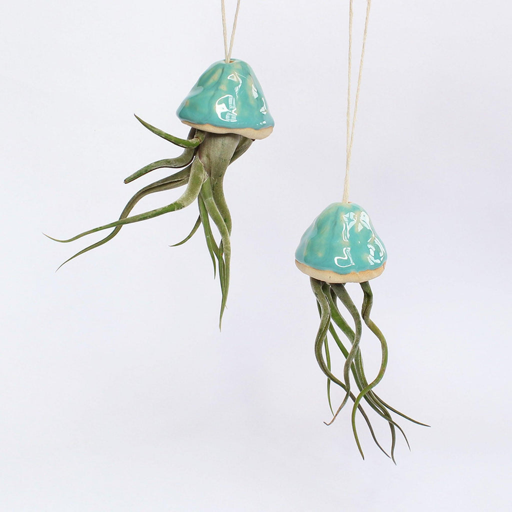 Jellyfish Air Plants - Habulous