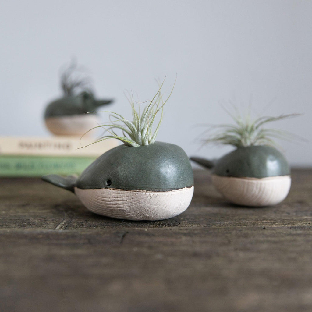 whale air plant holder Whale-Bud-Vase-Air-Plant-Holder – Habulous