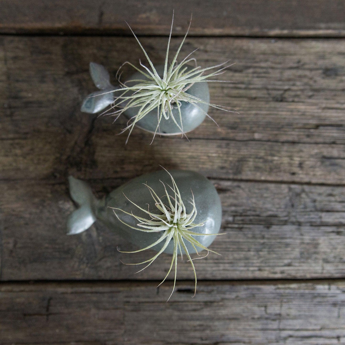 Whale Bud Vase Air Plant Holder - Habulous