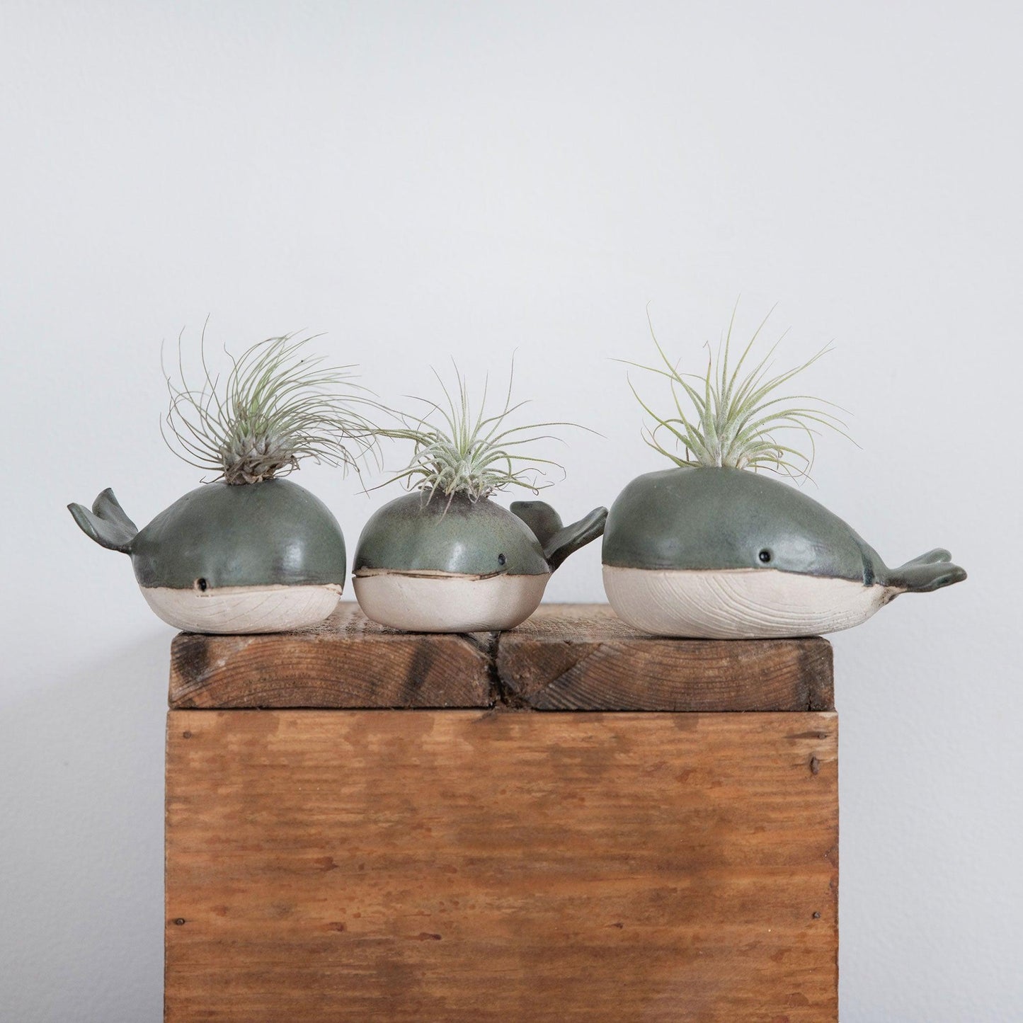Whale Bud Vase Air Plant Holder - Habulous