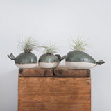 Whale Bud Vase Air Plant Holder - Habulous