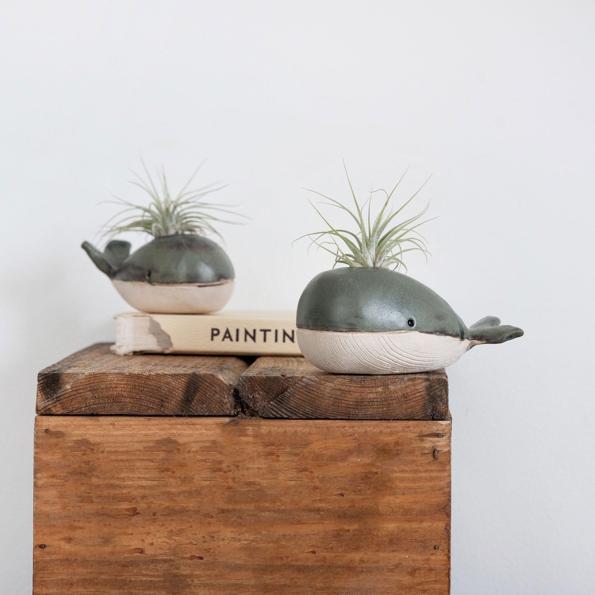 Whale Bud Vase Air Plant Holder - Habulous
