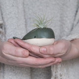 Whale Bud Vase Air Plant Holder - Habulous